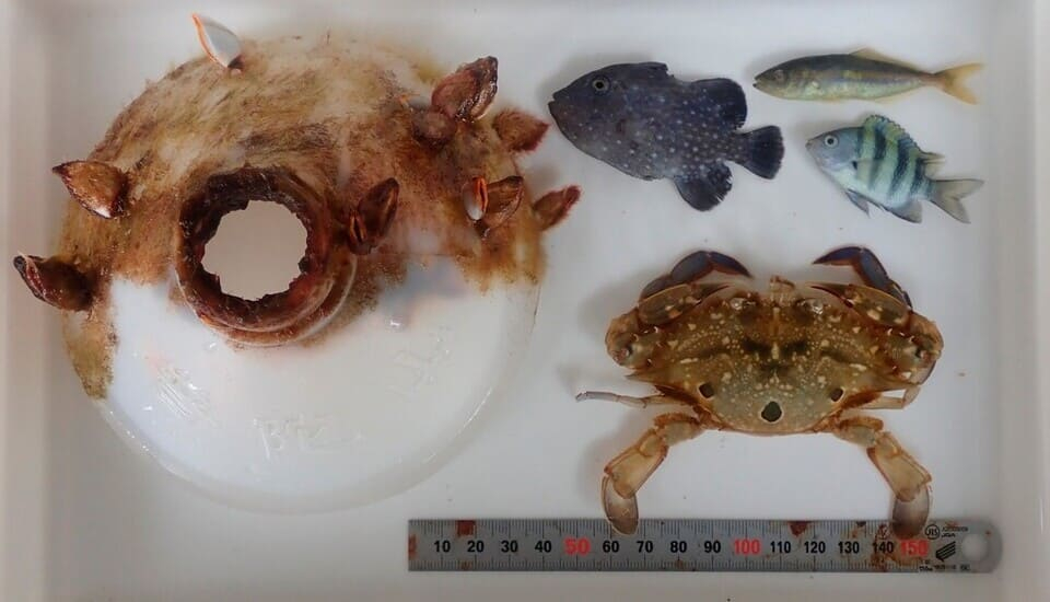 Самка краба-плавунца Portunus sanguinolentus, часть пластиковой бутылки, в которой она провела два месяца, а также три молодые рыбы, пойманные вместе с бутылкой, слева направо: голубопятнистый океанский спинорог (Canthidermis maculata), элагат (Elagatis bipinnulata) и абудефдуф Abudefduf vaigiensis
Hajime Sato et al. / Ecosphere, 2026