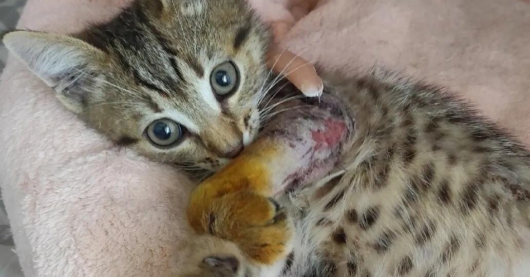 🙏 Операцию котёночку сделали! Наша благодарность каждому, кто с нами эти дни 🙏❤️