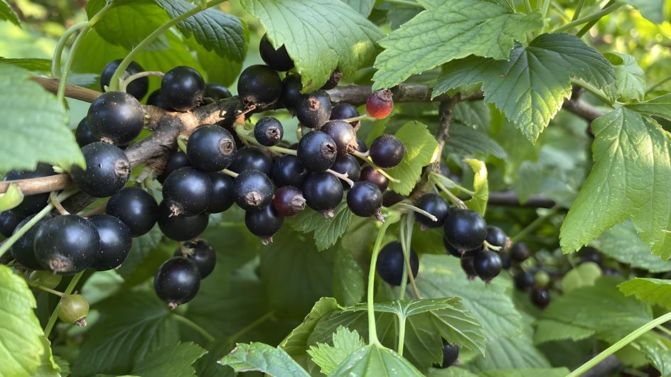 🍇 Черная смородина после сбора урожая: 5 обязательных процедур для мощного урожая в следующем году