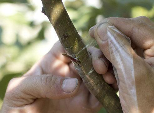 🌿 Прививка «глазком» (окулировка): пошаговый видеоурок для начинающих