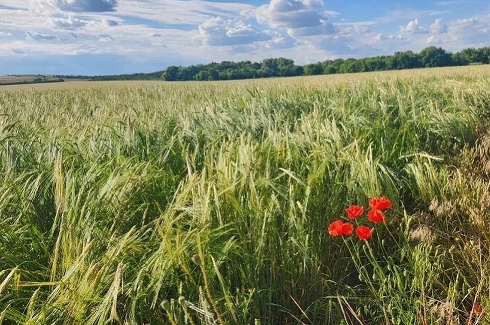    Несмотря на непростые погодные условия, аграрии смогли выполнить план и заложить основу для будущего урожая. Фото: «Донецкий» филиал Россельхозцентра