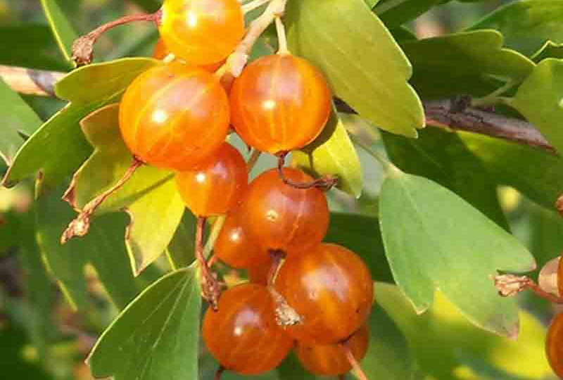 🌿 Стоит ли сажать золотистую смородину? Чем она отличается от черной и почему многие дачники потом не хотят с ней расставаться