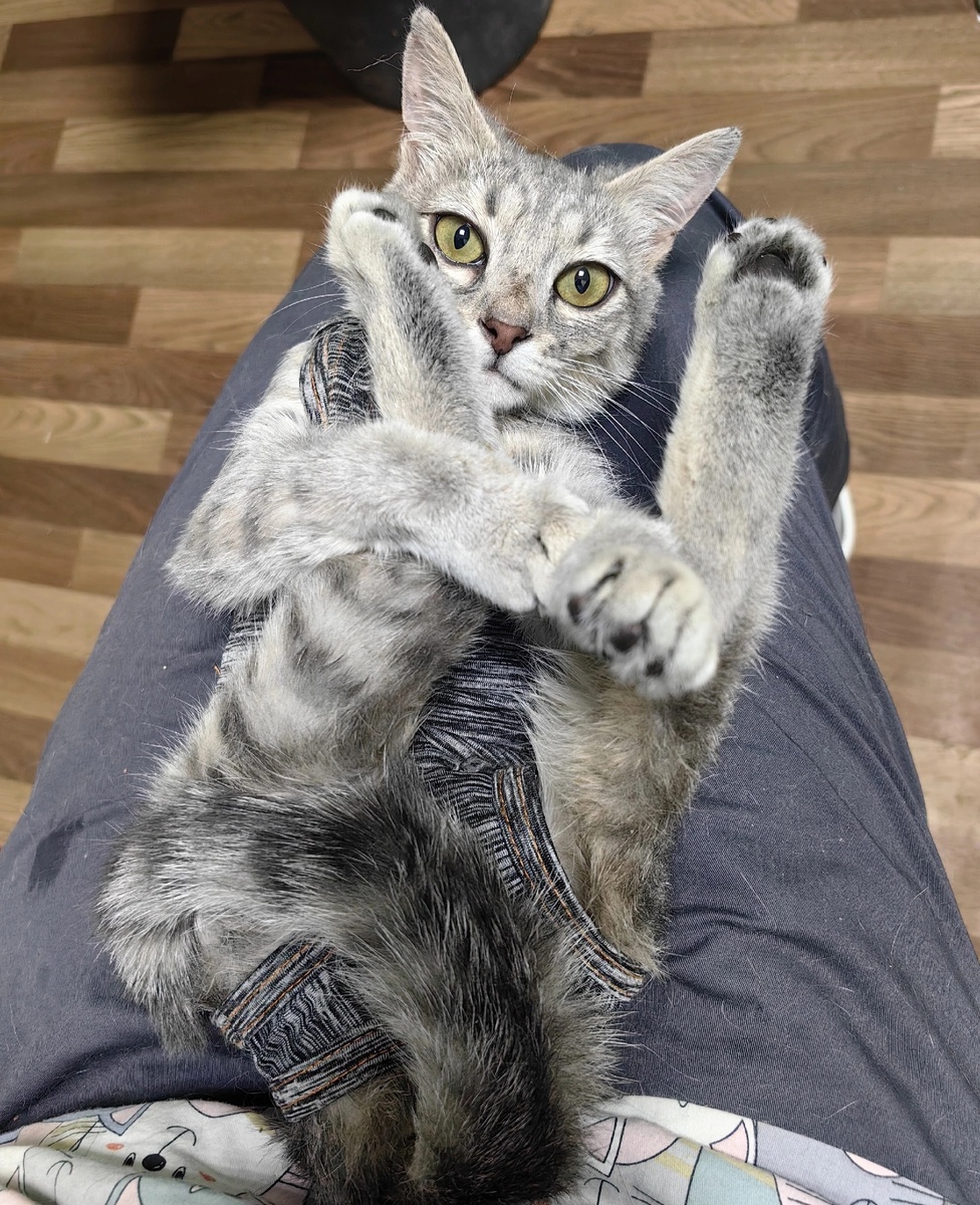 Формоза очень милый котёнок.