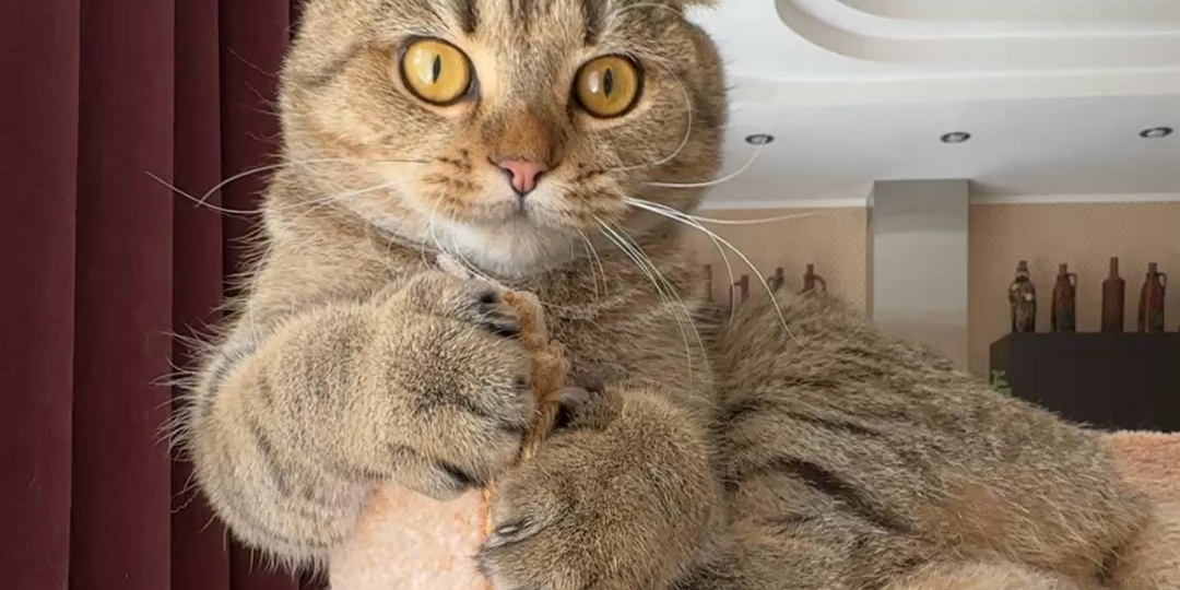 Марсюшина лежанка уже совсем не Марсюшина😻