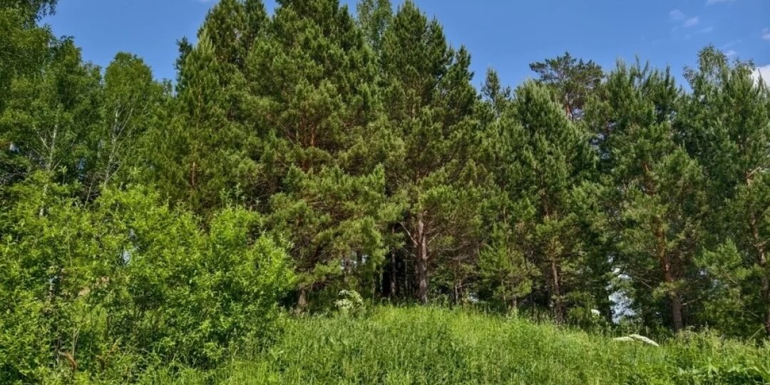 В Смоленской области 4 июля ожидаются кратковременные дожди и до +24°C