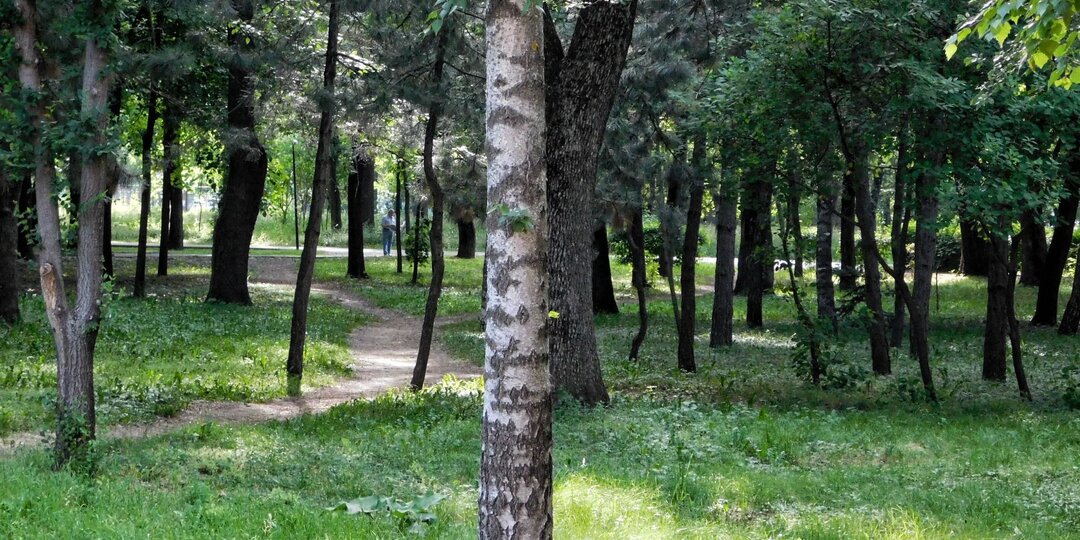 Власти Ростова назвали вырубку деревьев на проспекте Шолохова плановой