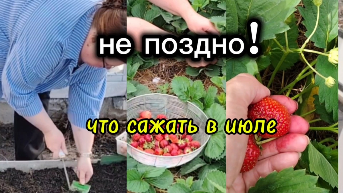 Не поздно! Что сажать в июле