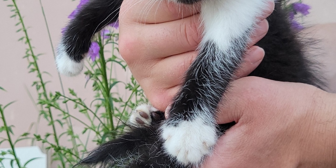 Кошкин дом, который стал больше, чем просто домом