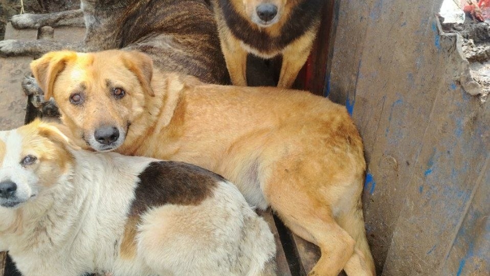 Свежие новости приюта.