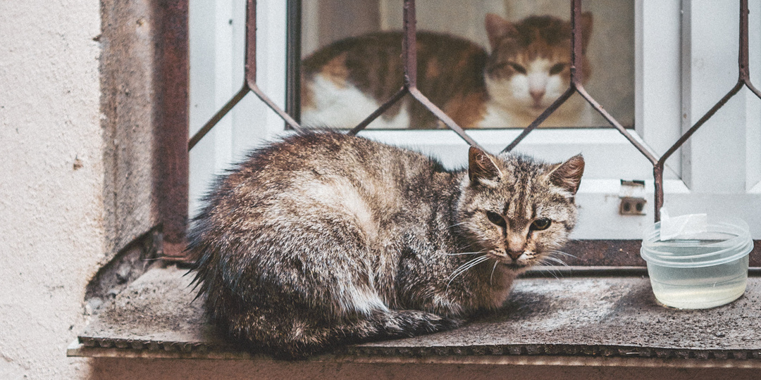 Литературные коты