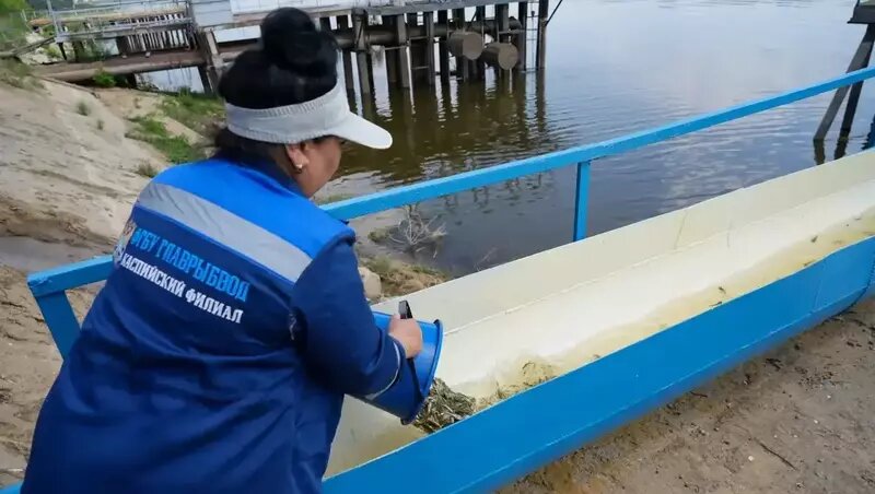 Около полумиллиона мальков осетра выпустили в водоёмы Астраханской области
