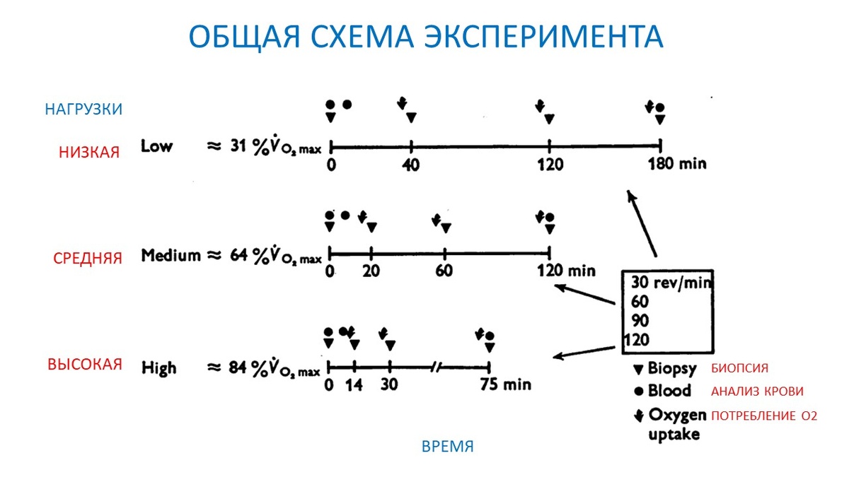 Рисунок 1. Время работы с разной интенсивностью и точки, в которых проводились различные физиологические пробы.