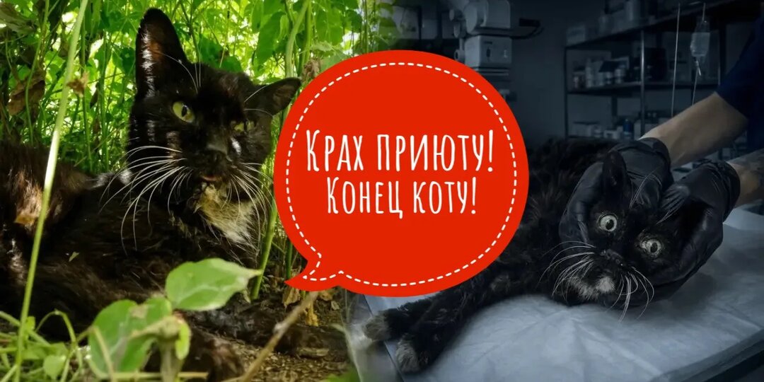 Истощение крайней степени тяжести, перелом ребер!