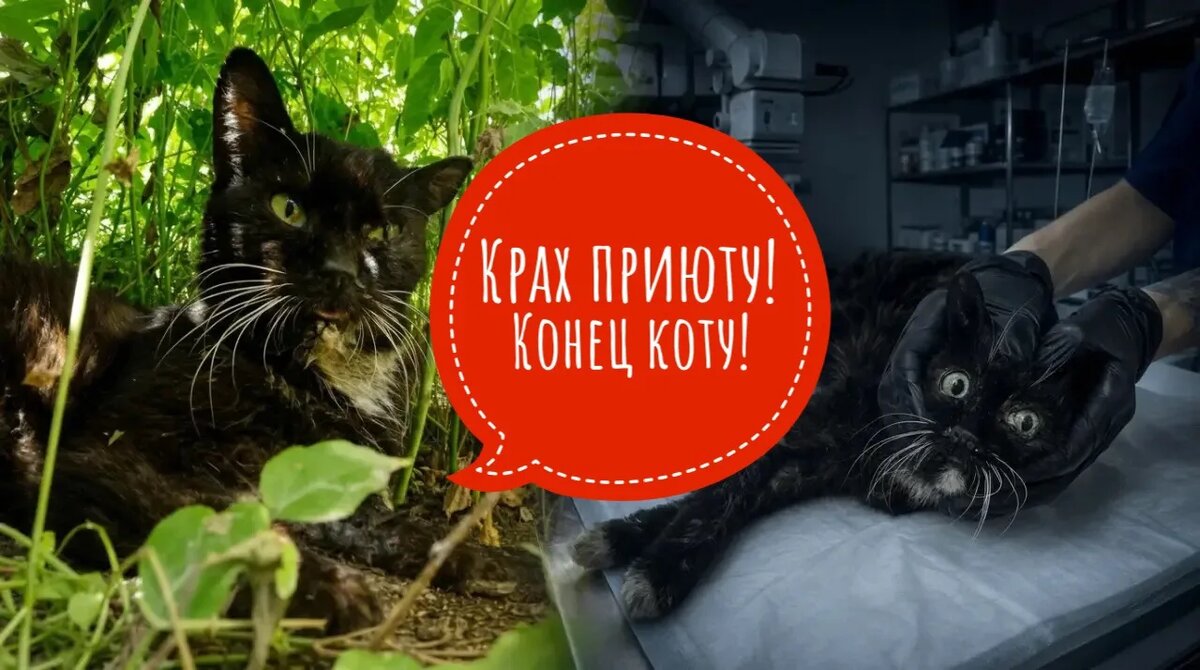 Если бы мы могли ПЛЮНУТЬ, разве был бы у нас такой большой и хороший приют?