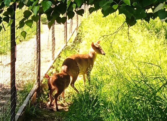 Жителям Тульской области обозначили сроки получения охотничьих лицензий