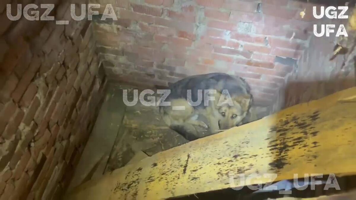    Спасатели Уфы вытащили собаку из двухметрового погреба