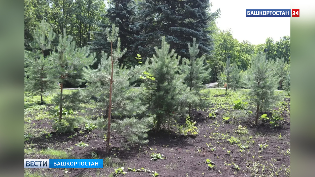    В Уфе благоустроили дендропарк имени лесовода Георгия Рутто