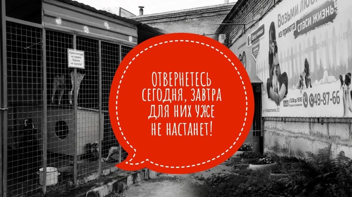 Их уже всех однажды ПРЕДАЛИ, жестoко бросили и проехались колёсами по их жизни, судьбе, сердцам… 
