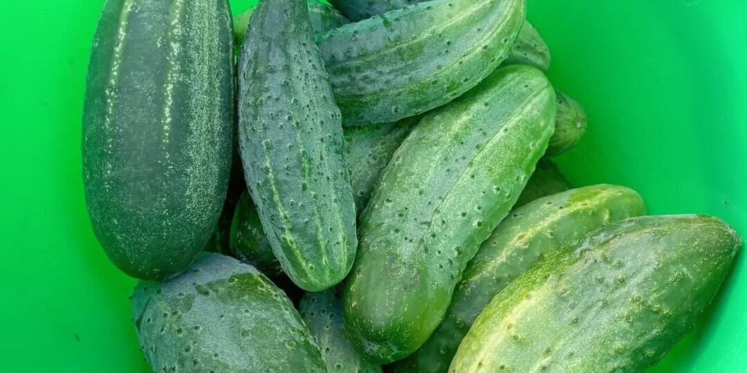 Сколько сегодня стоят "домашние" огурцы