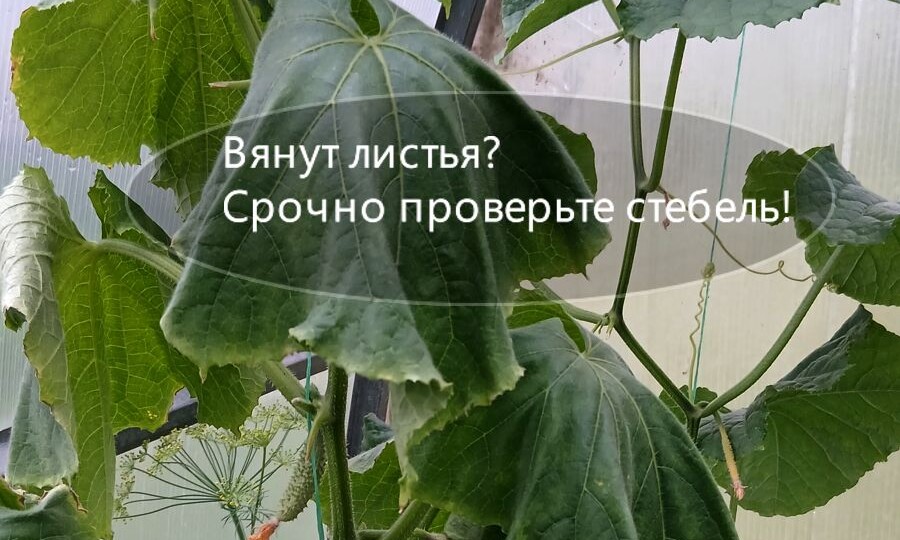 Белая гниль огурцов — 3 признака, почему вянут листья и что делать?