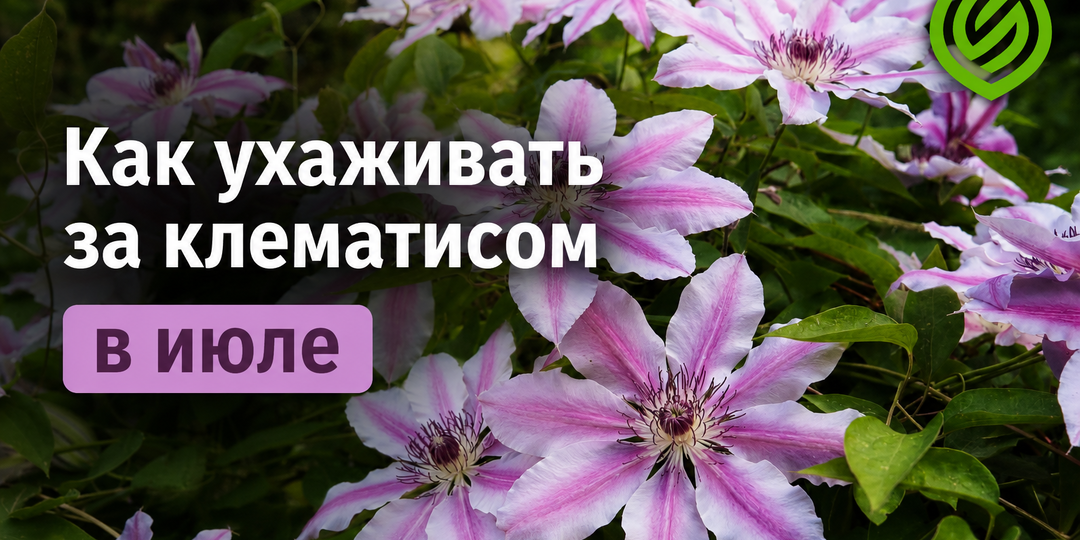 Как ухаживать за клематисом в июле