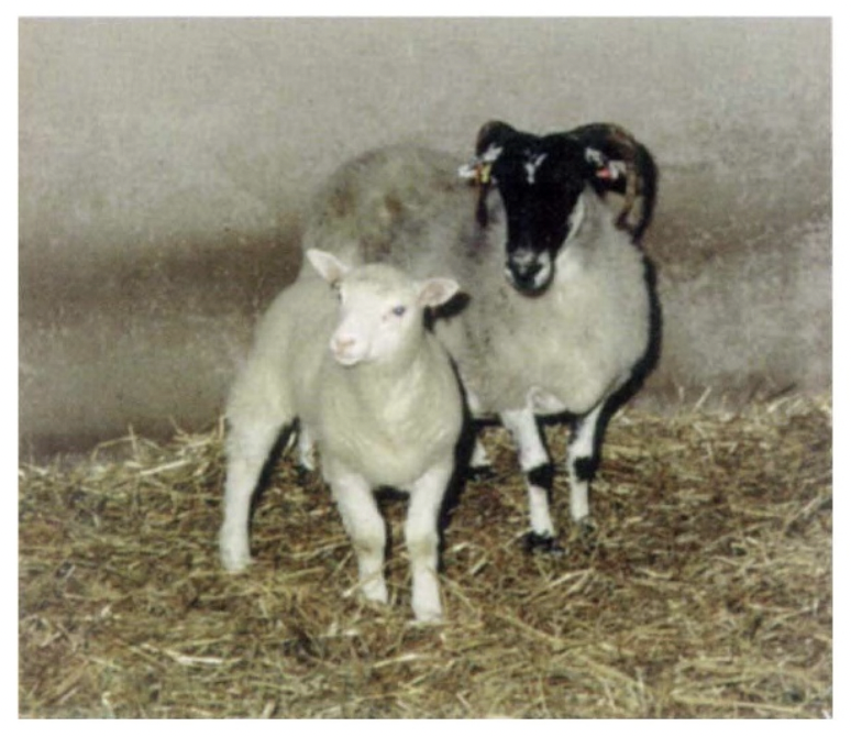 Портрет Долли с суррогатной мамой
Wilmut, I., Schnieke, A., McWhir, J. et al. / Nature, 1997