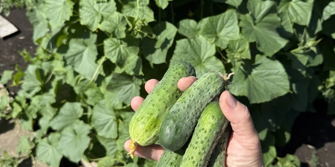 🏡 Почему огурцы горчат и как я выращиваю сладкие и хрустящие плоды🥒