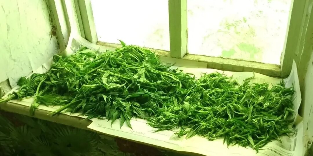 Коноплю нашли у жителя Ставрополья