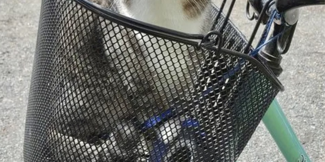 У котов свои правила: 10+ неожиданных мест для кошачьего отдыха