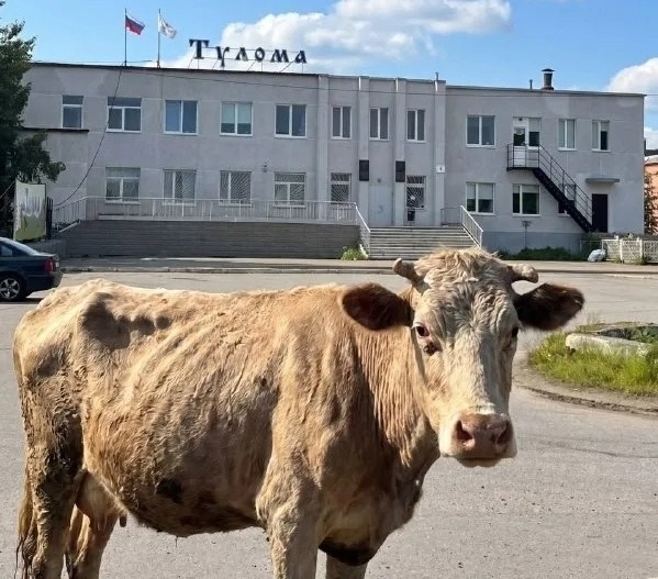 Скачок цен или катастрофа. Урожай на грани гибели от Мурманска до Сибири