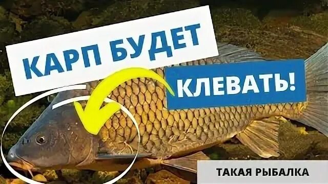 Операция «Блицкриг»: Как найти и поймать трофейного карпа за 30 минут