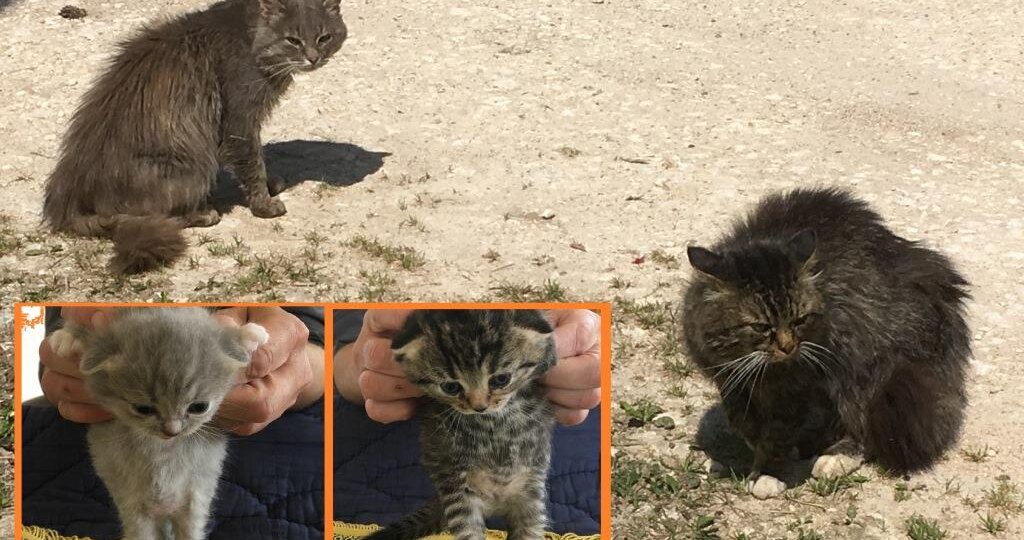 Два кота + одна кошечка = два котенка