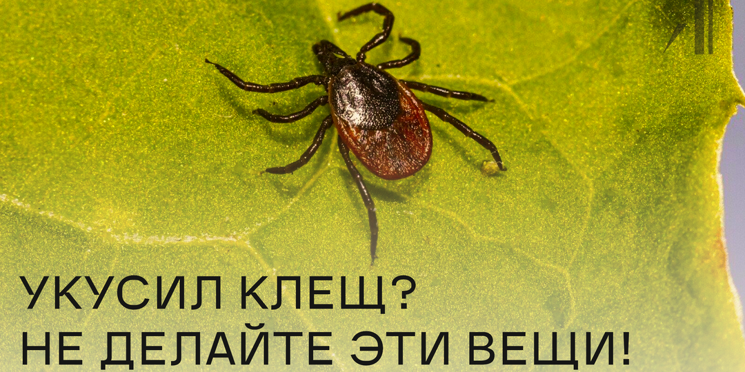 УКУСИЛ КЛЕЩ? Не делайте эти 3 ошибки...