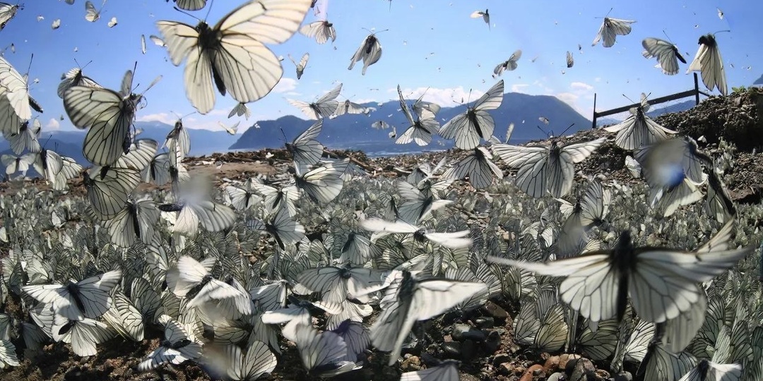 🦋 👀 «Пьяных» бабочек заметили  в Алтайском биосферном заповеднике