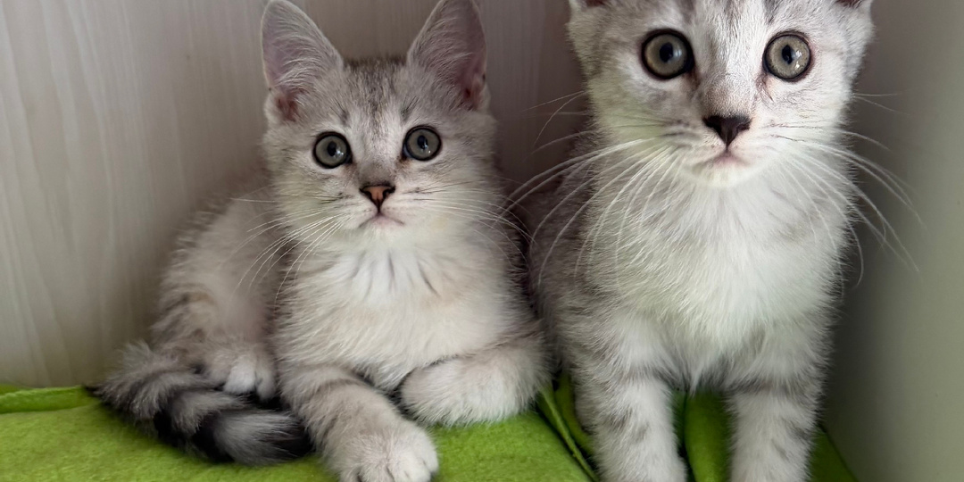 Очаровательные серебристые котята выросли и ищут дом😺