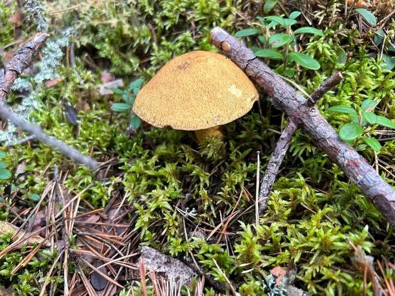    Фото: abn.agency