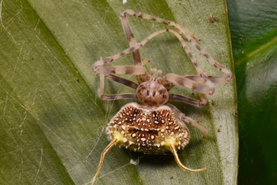    © Credit: Díaz-Guevara, Bentley, et al. Zootaxa, Magnolia Press