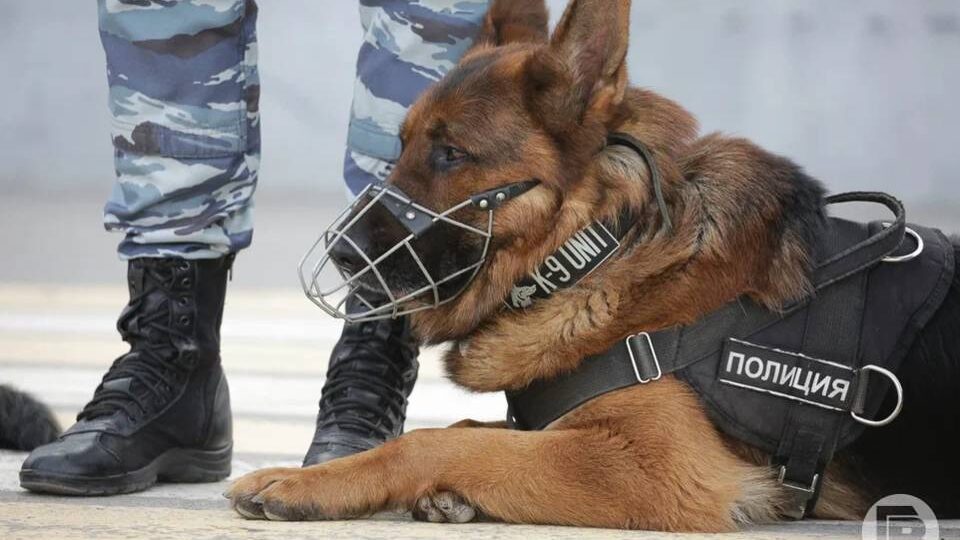Волгоградец задержан за 21 куст конопли