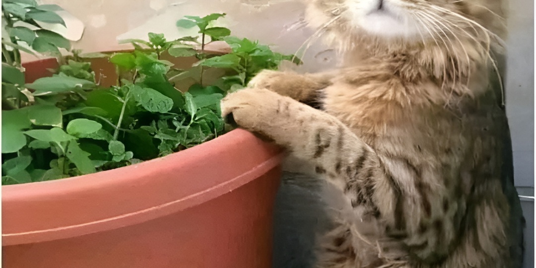 Мемы с котиками для отличного настроения: 15 смешных фото и кошачьи способности