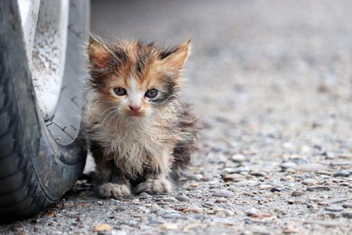    Фото: istockphoto/Oleg Elkov