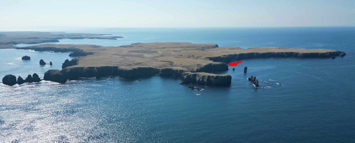 Мыс Ефремова (указан стрелкой) на острове Юрий в заказнике «Малые Курилы» (находится в административном ведомстве заповедника «Курильский»). 25.04.2026. Автор фото Михаил Рагимов.