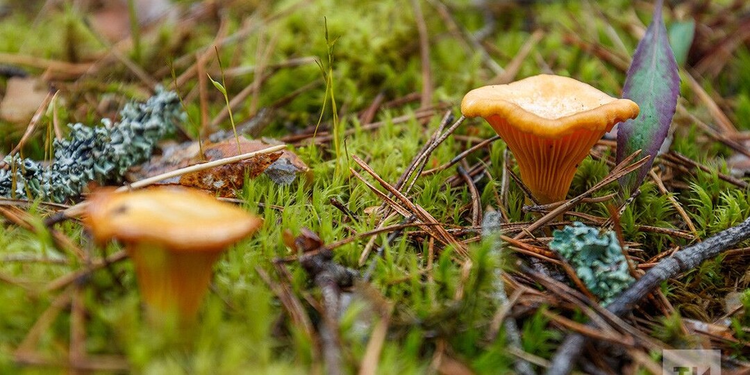 3 приметы, как найти лес, где грибы собирают багажниками