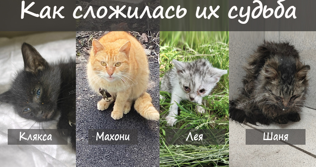 Спасённые котейки. Что с ними стало.