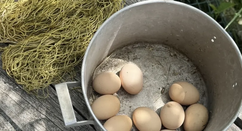 В гостях у дяди Васи