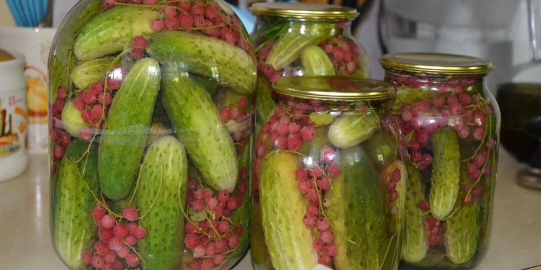 Огурцы с красной смородиной . Без уксуса!