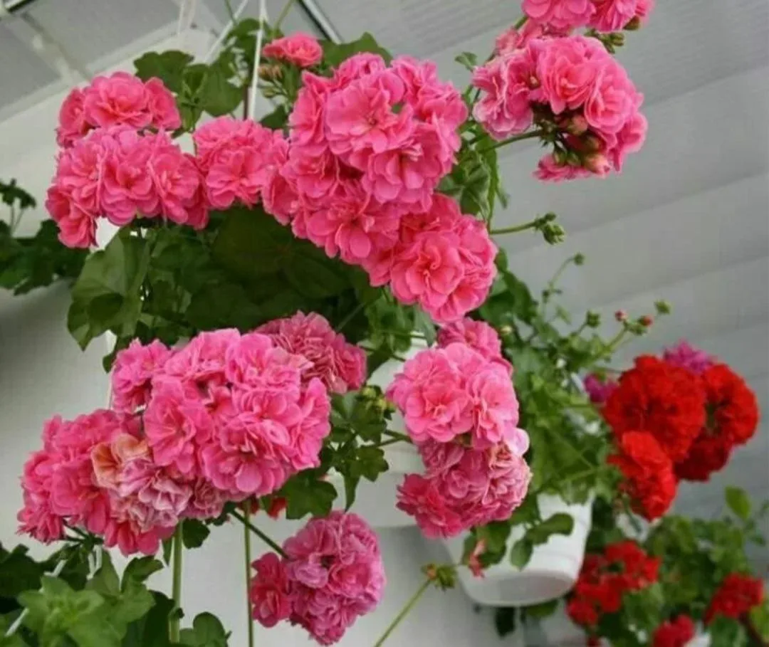 flowers-olga.ru
