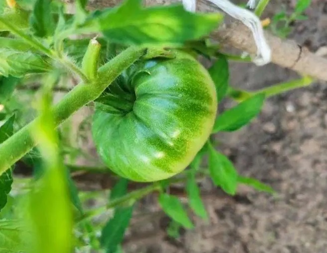 Как реанимировать сломанный куст томата