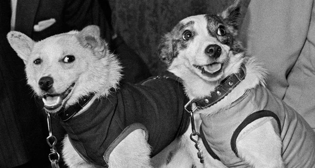 Не только Белка и Стрелка. Что стало с другими собаками, которых в СССР отправляли в космос?