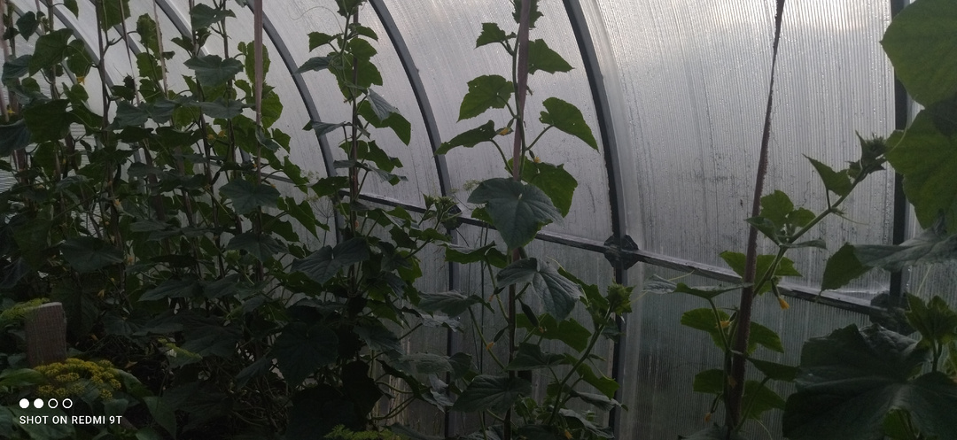 О гибриде огурца Адам. 🥒🥒🥒