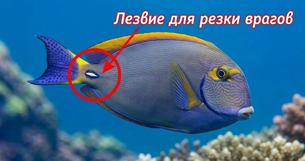 Рыба-хирург: Та глупая из «В поисках Нэмо». В реальности это садисты с лезвиями на хвосте!